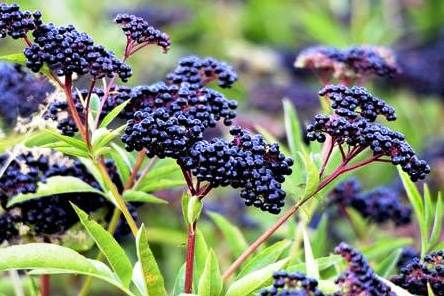 Buah elderberry.