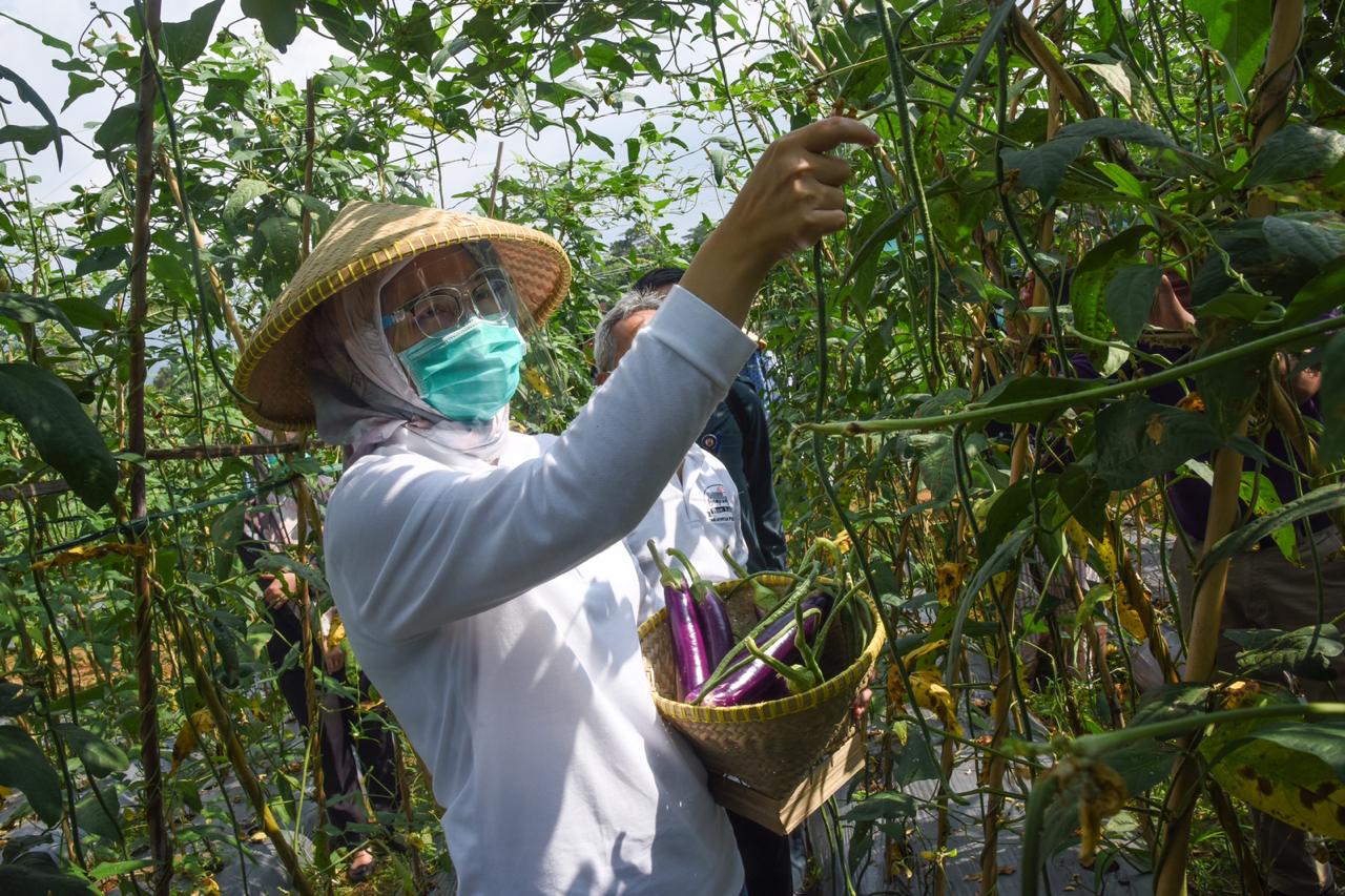 Bupati Purwakarta  Anne Ratna Mustika  saat panen sayuran di Kecamatan Kiarapedes, Kabupaten Purwakarta, Minggu (5/7/2020)