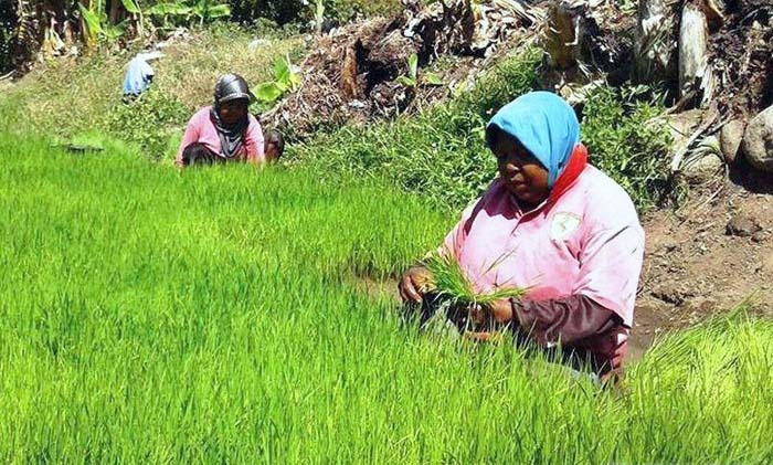 PETANI penangkar benih padi dari  Poktan Usaha Bersama di Kampung Bokem, Distrik Merauke di Kabupaten Merauke 