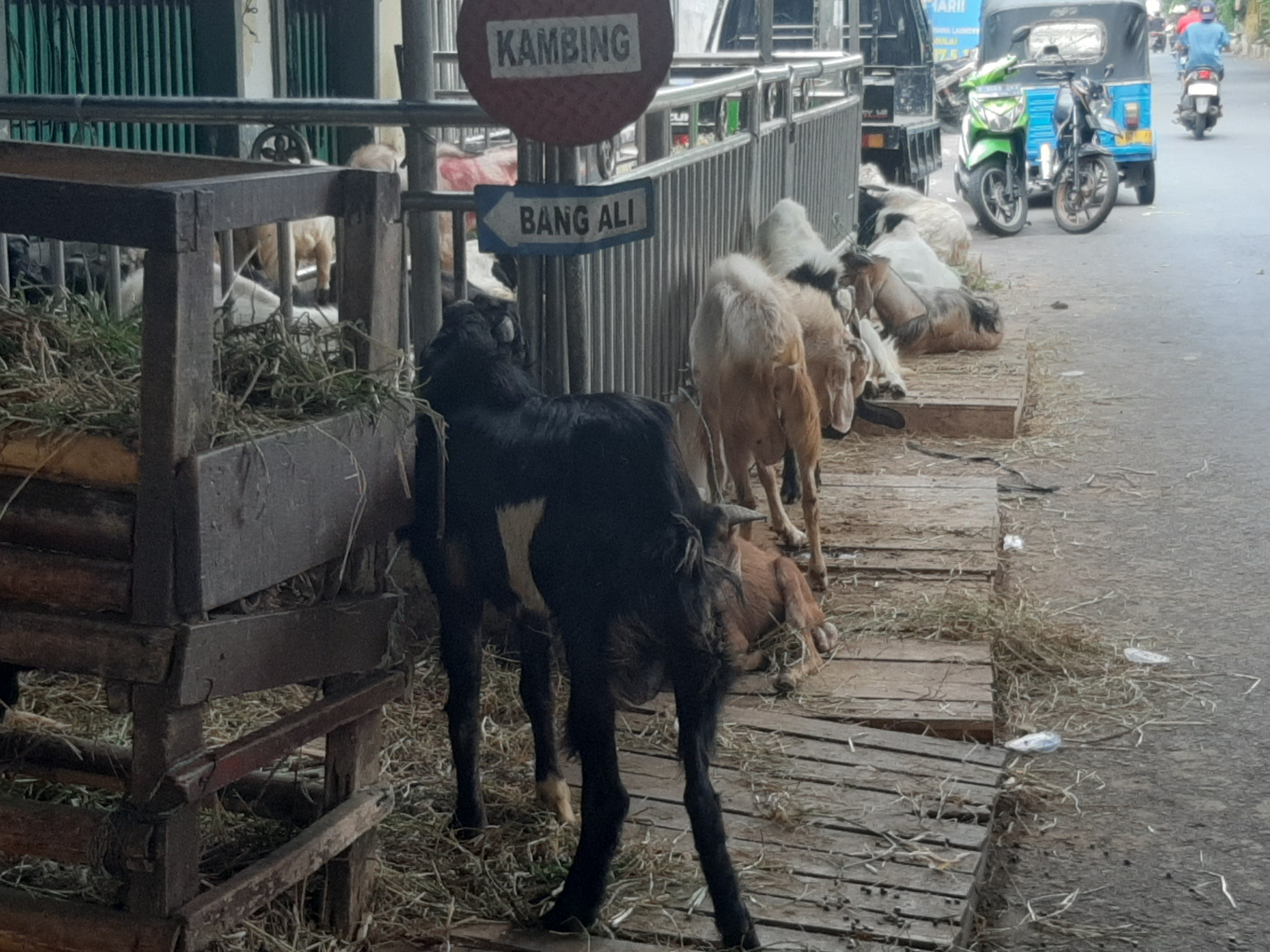 Hewan kurban yang dijual di Kayumanis I, Matraman, Jakarta Timur