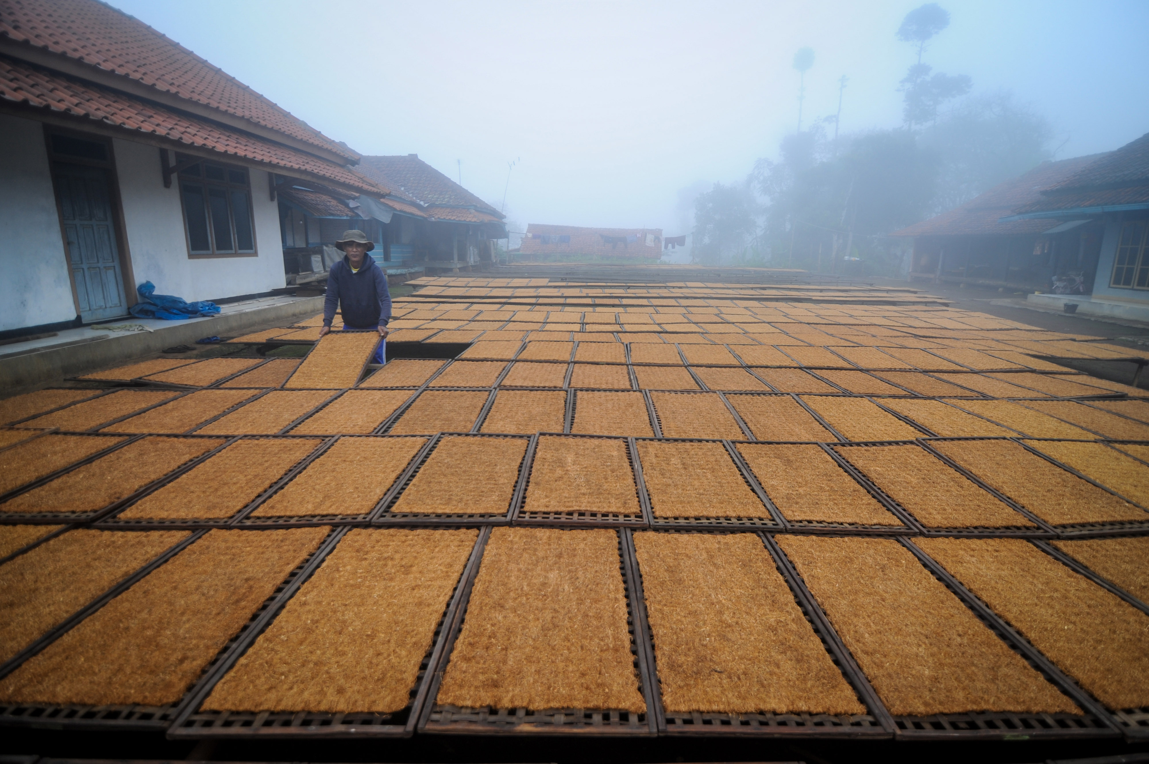 Petani mengeringkan tembakau di Kampung Tembakau, Kecamatan Sukasari, Kabupaten Sumedang, Jawa Barat, beberapa waktu lalu.