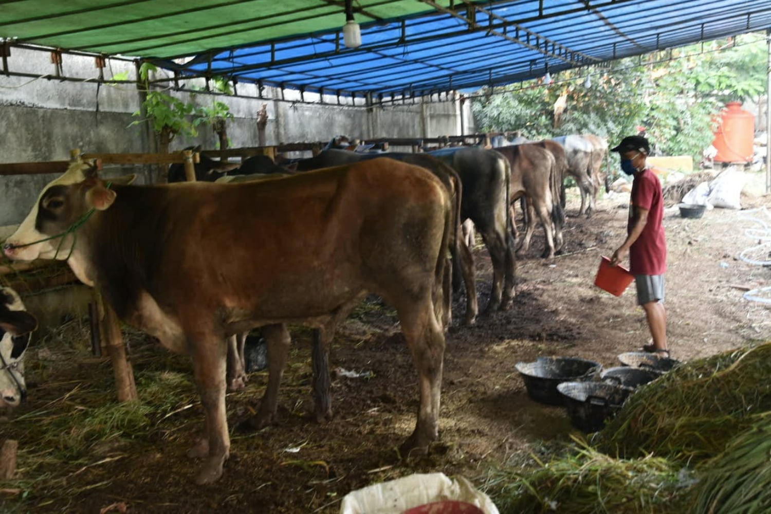 Penjual hewan kurban.