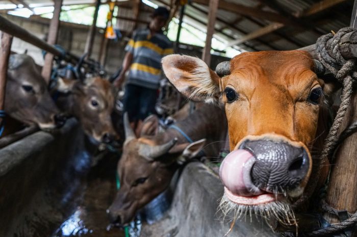 Pekerja memberi minum sapi yang dijual Rp12,5 juta hingga Rp25 juta per ekor (tergantung berat) untuk kurban tahun ini. 