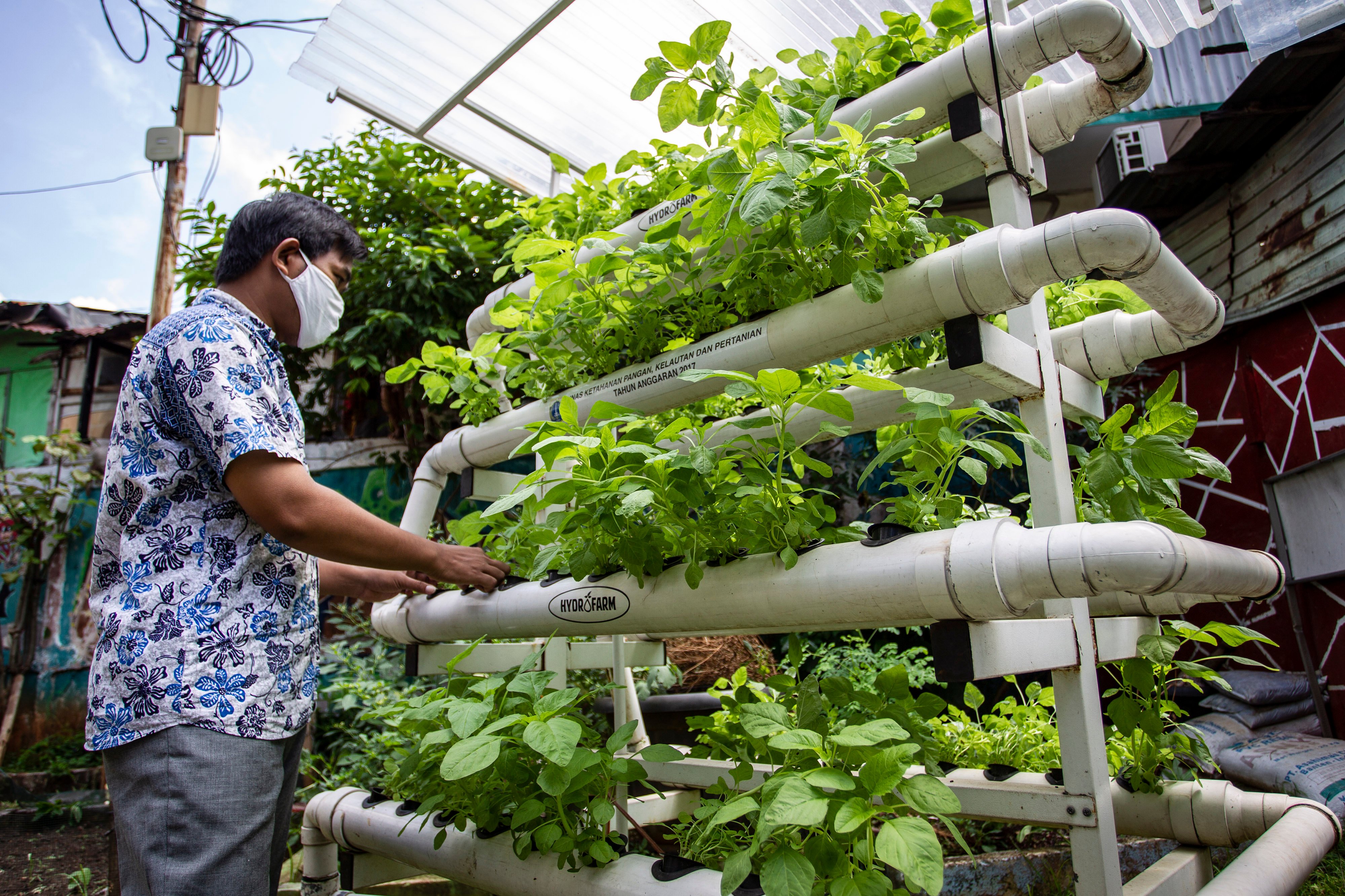 Pengelola RPTRA Rustanti, Ahmad Sulaeman memeriksa bayam yang ditanam dengan sistem hidroponik di Rumah Susun Tanah Tinggi, Jakarta,