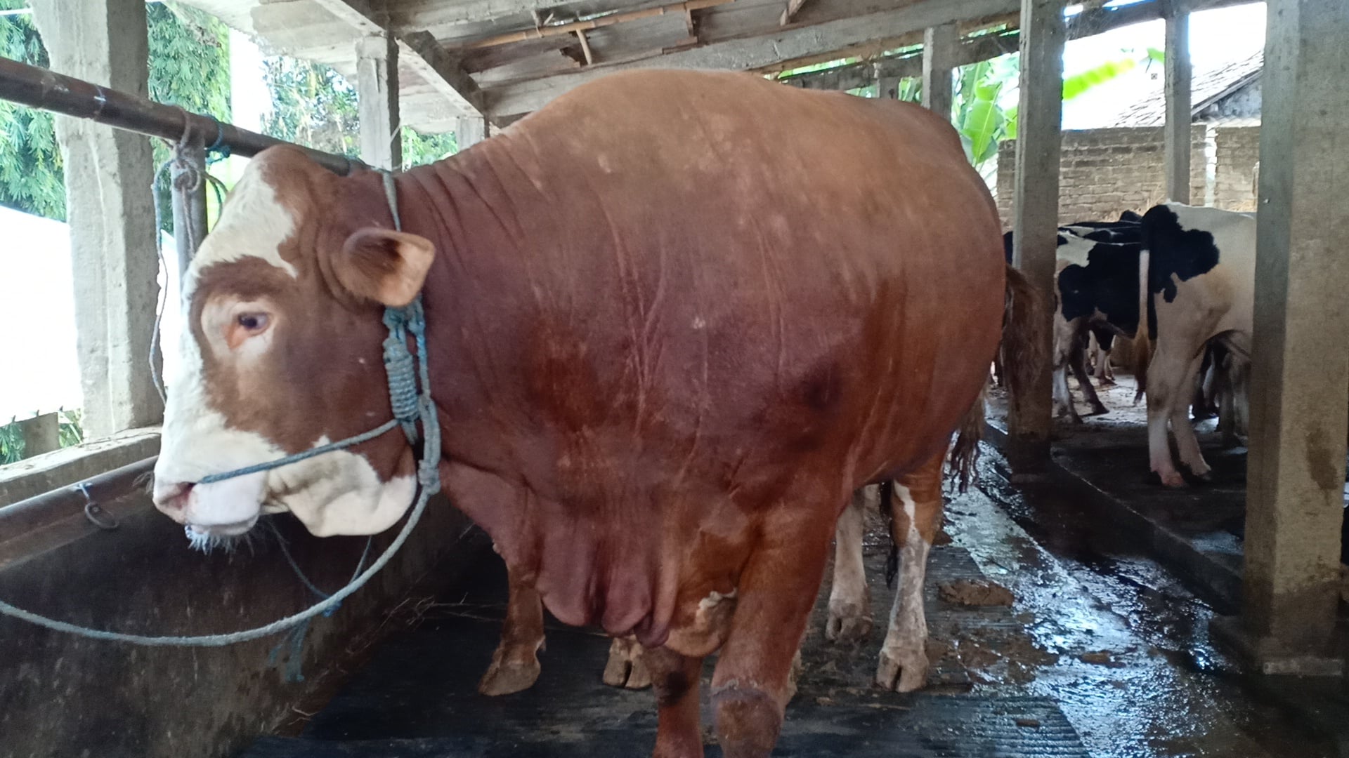 Penjualan hewan kurban sapi di Lembang, Kabupaten Bandung Barat meningkat 