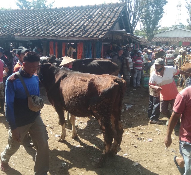 Situasi perdagangan hewan kurban sapi di Wonogiri jelang Idul Adha 1441 H.