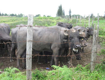Korban perah bisa menghasilkan susu yang diolah menjadi panganan yang enak dan bergizi. 