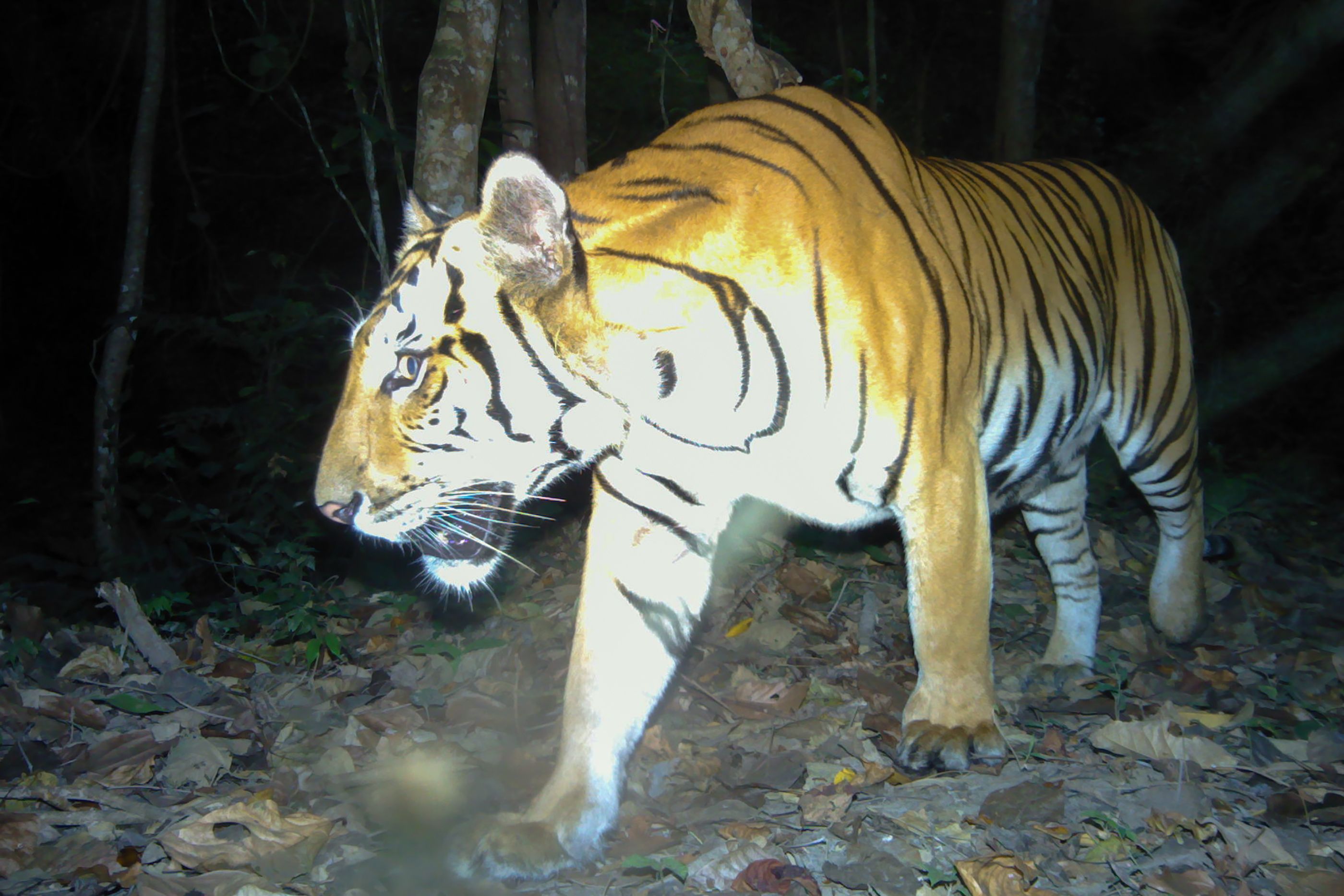 Harimau Thailand terekam kamera