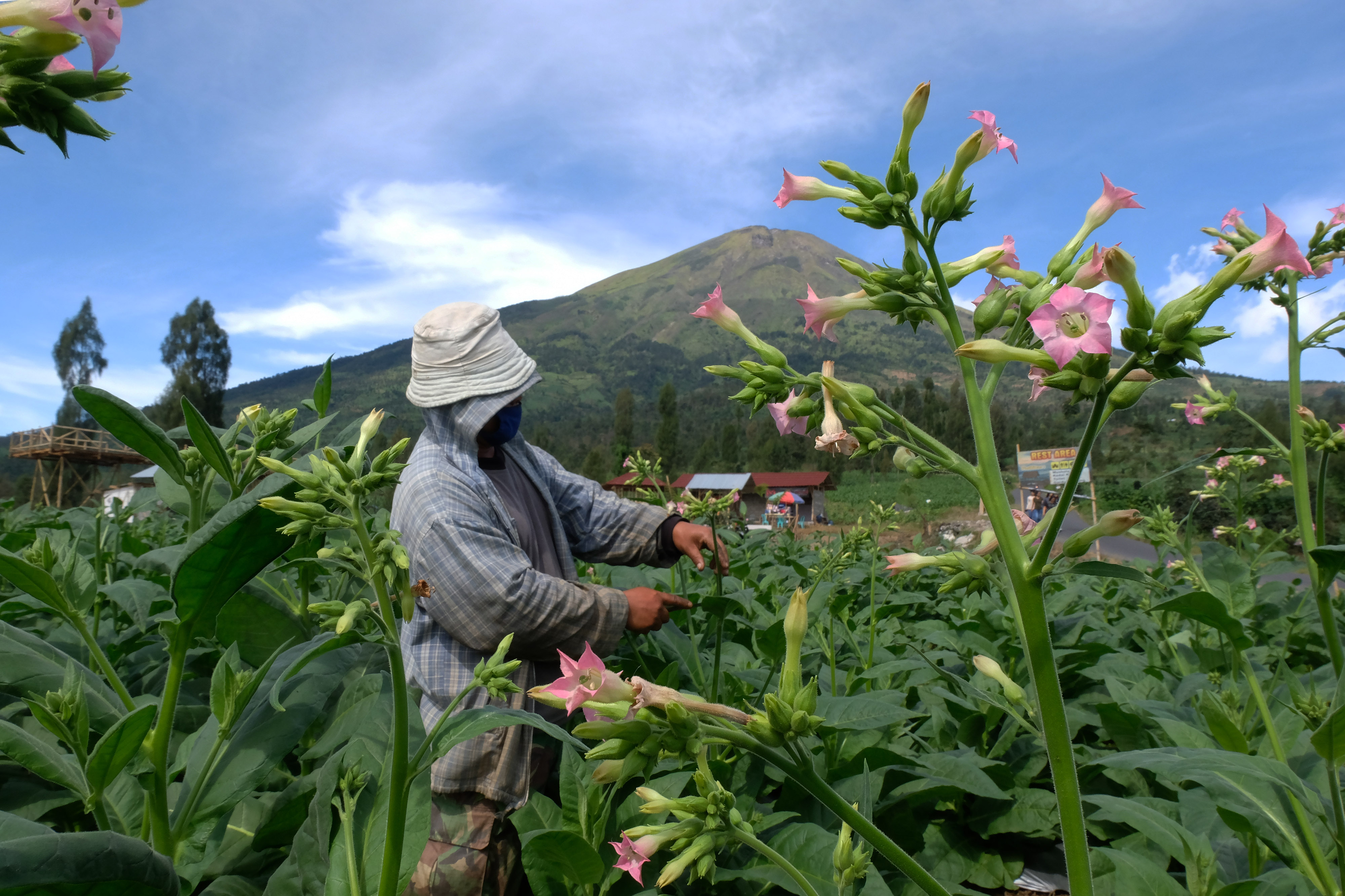  Petani merawat tanaman tembakau jenis Mantili di lereng gunung Sindoro Desa Canggal, Candiroto, Temanggung, Jawa Tengah, Jumat (19/6/2020)