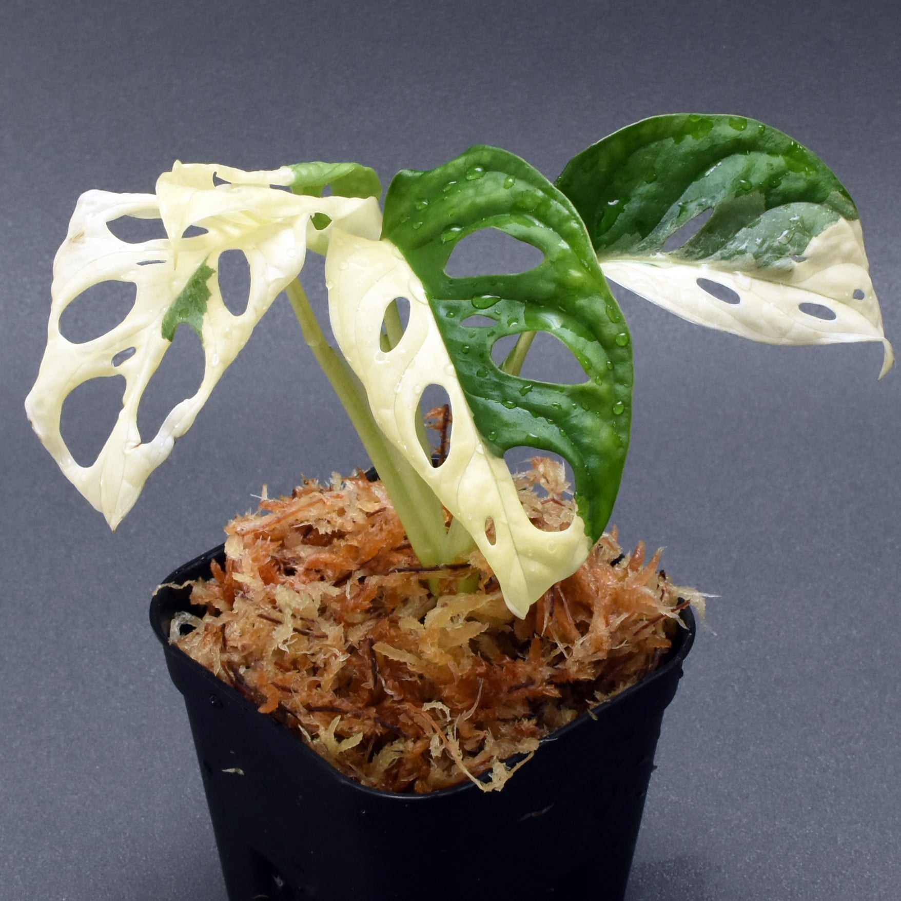 Monstera Adansonii Variegated 