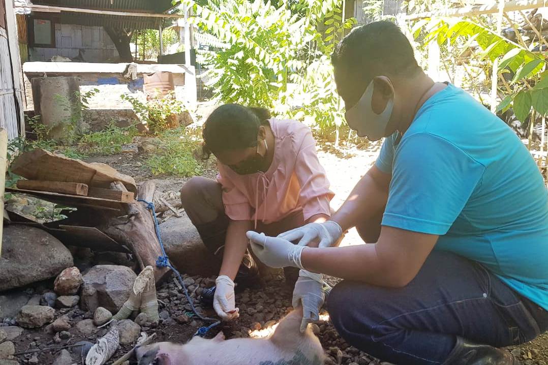 Petugas sedang mengambil sampel dari babi yang mati tiba-tiba.