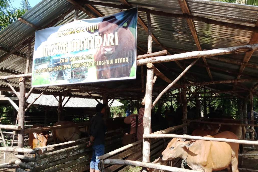 Ternak sapi Kelompok Tani Muda Mandiri.