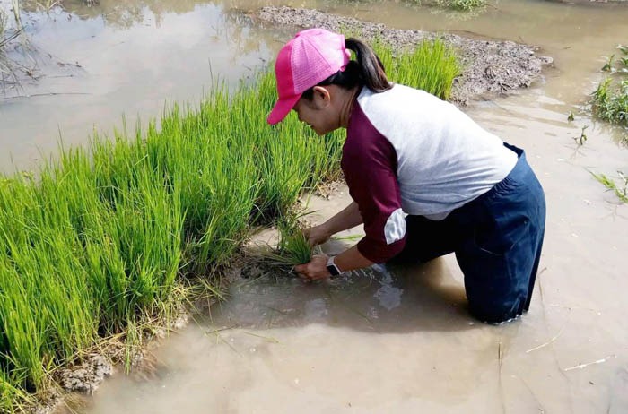 Targetnya, uji coba penanaman padi 28.000 hektar pada Musim Tanam I tahun 2021 pada  Oktober 2020 - Maret 2021.