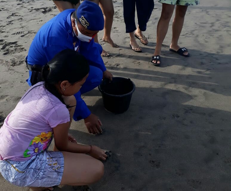 Warga mengamati tukik-tukik muncul di  Pantai Petitenget, Kecamatan Kuta, Kabupaten Badung, Bali, Jumat (31/7/2020)