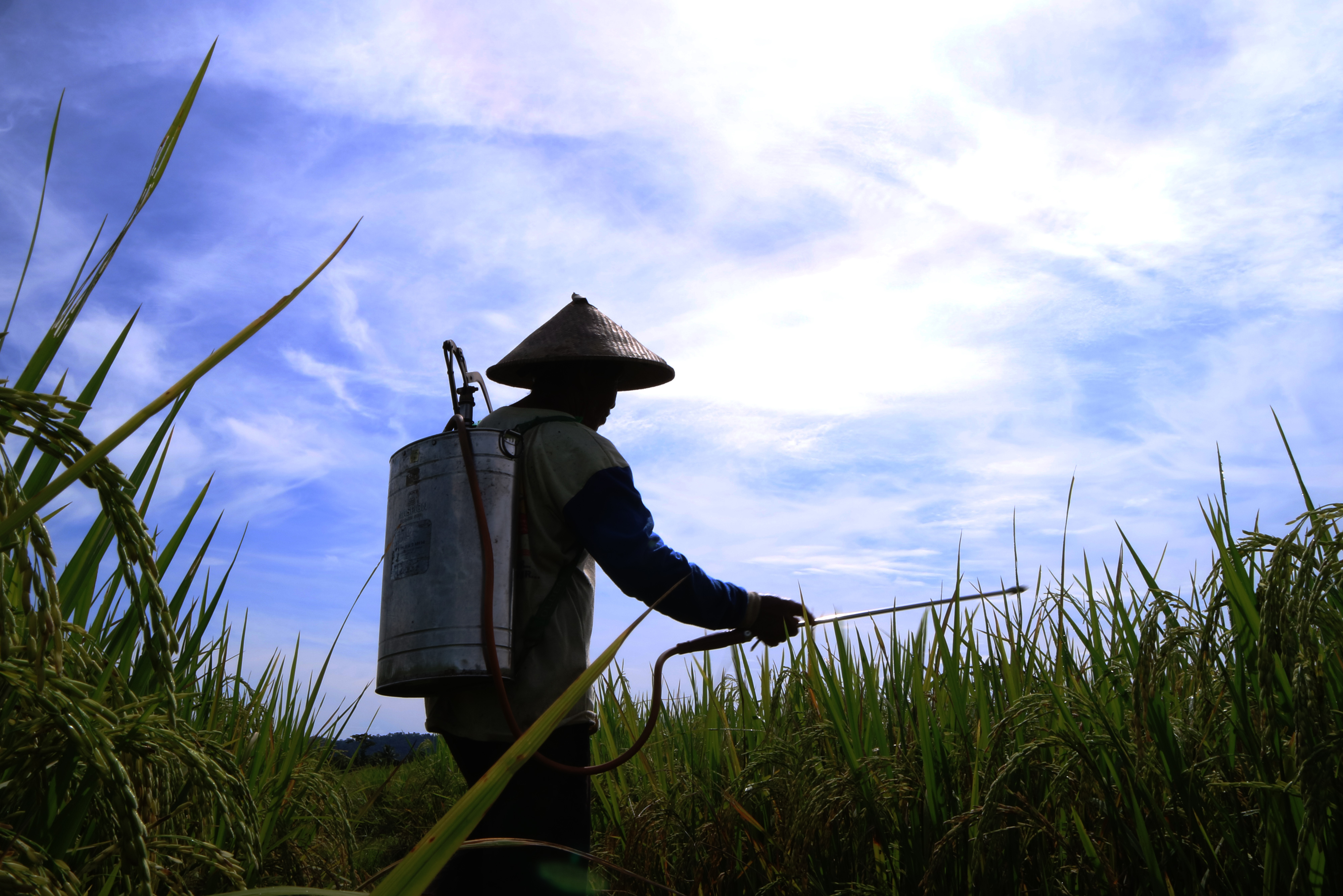 Petani di wilayah Nabire, Papua, menyemprot obat ke area sawah.