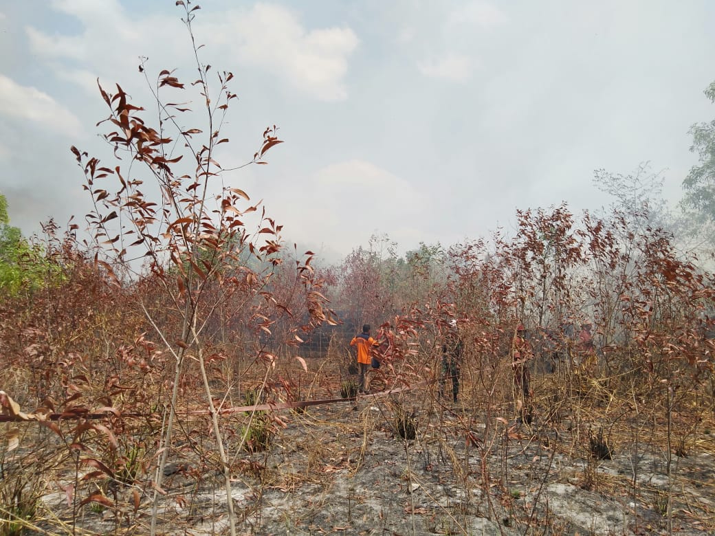 Pohon-pohon mengering berpotensi terjadi karhutla di Provinsi Bangka Belitung. Saat ini terpantau 7 titik panas di wilayah Provinsi Babel.