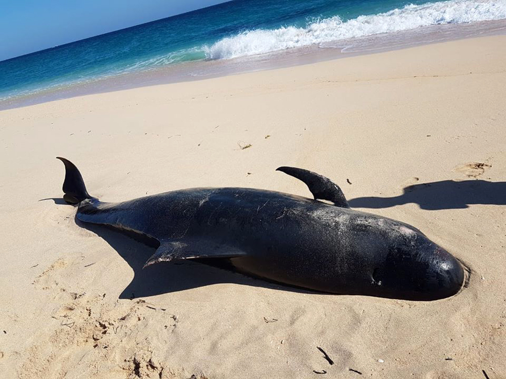 Paus pilot terdampat di pantai NTT