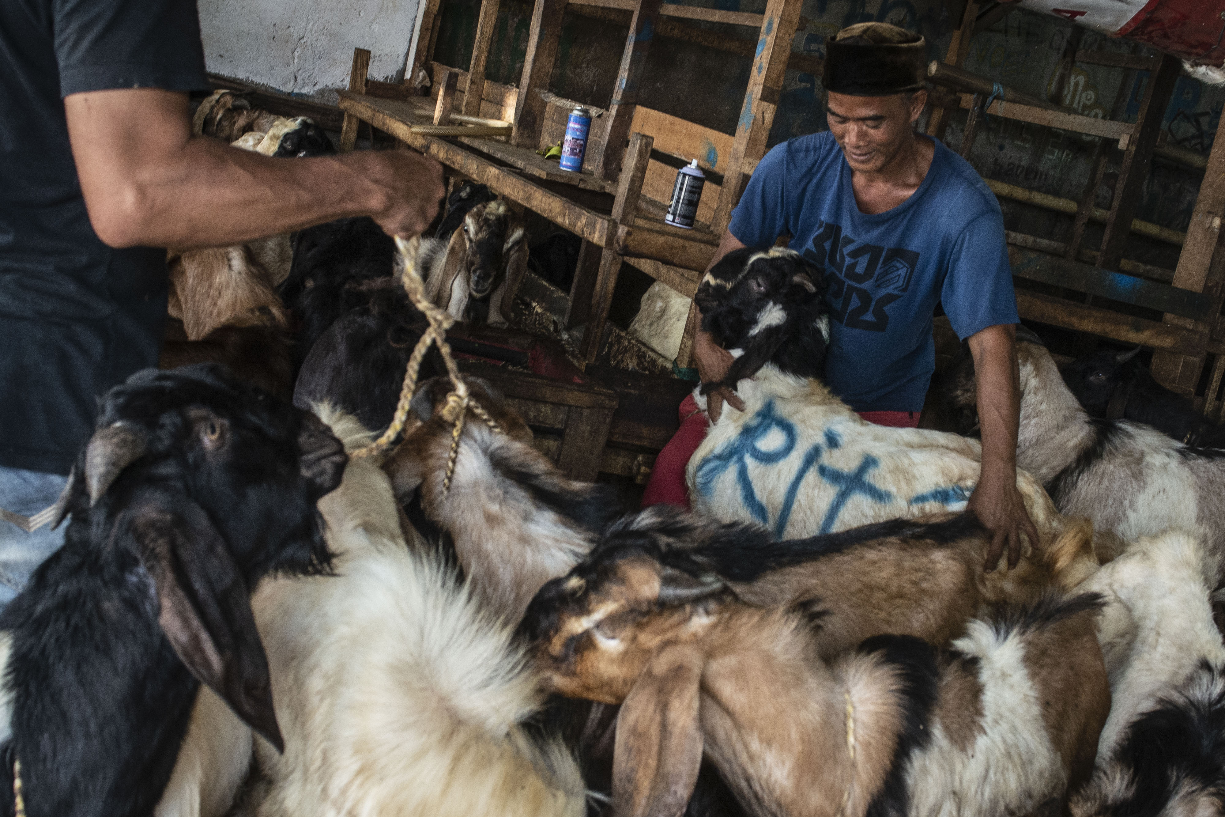 Pedagang memegang kambing yang dijualnya di Pasar Kambing, Jalan Sabeni, Tanah Abang, Jakarta, Selasa (21/7).