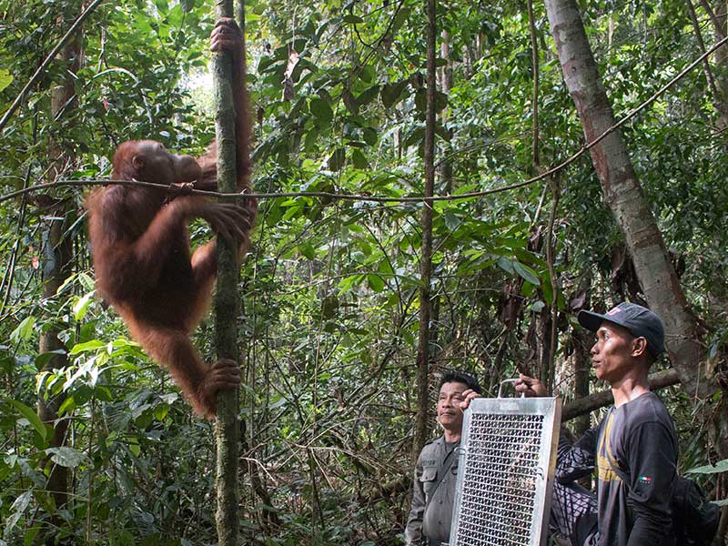 Lindungi Orangutan di Luar Hutan Konservasi