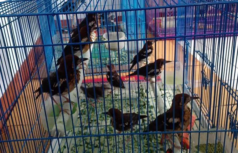 Ratusan burung anis (Zoothera interpres) dilepasliarkan ke habitatnya di Taman Wisata Alam (TWA) Ruteng, NTT.