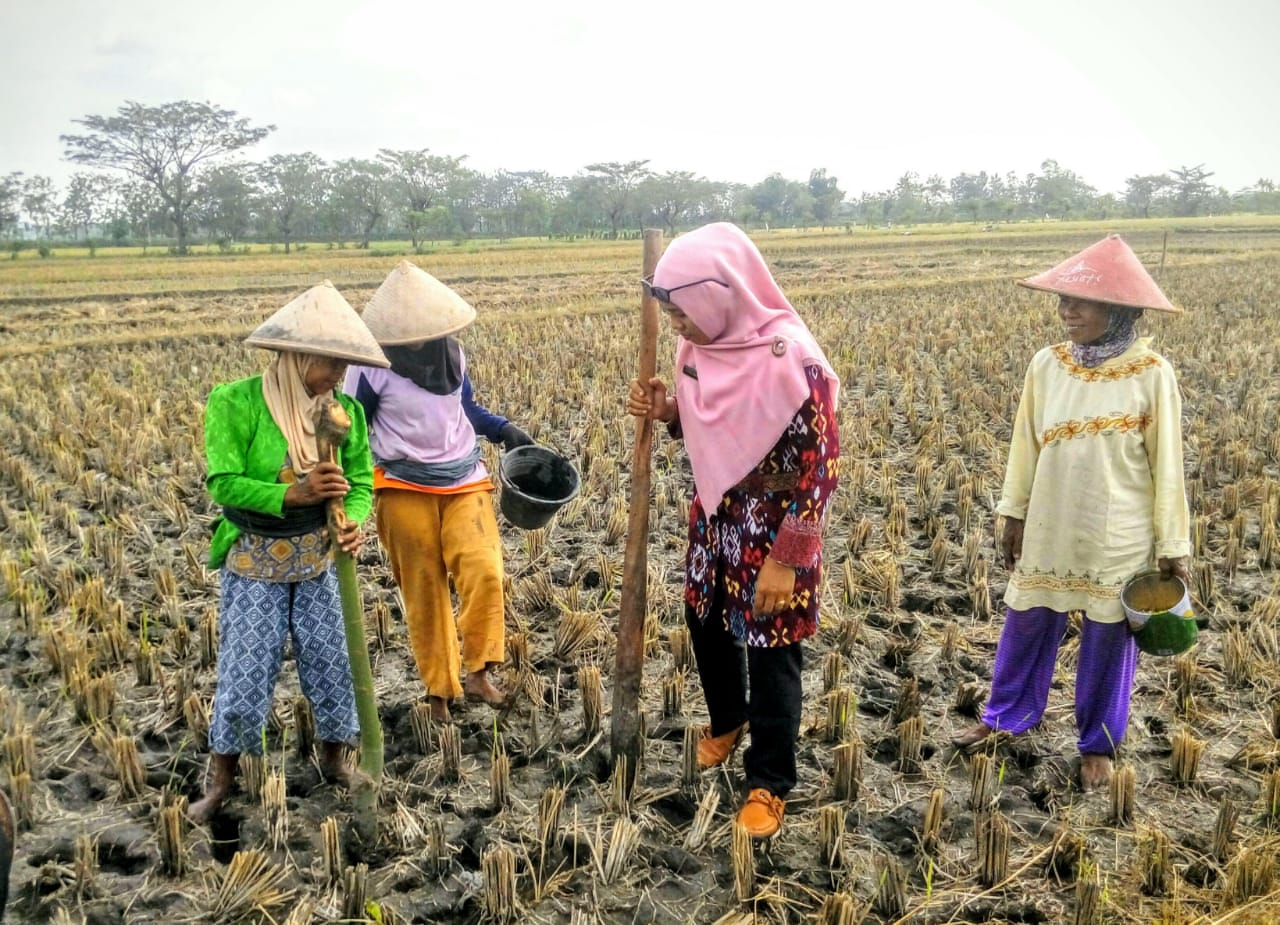 Petani Desa Karangasem, Kecamatan Cawas, Kabupaten Klaten, Jawa Tengah, bersemangat lakukan percepatan tanam kedelai.  