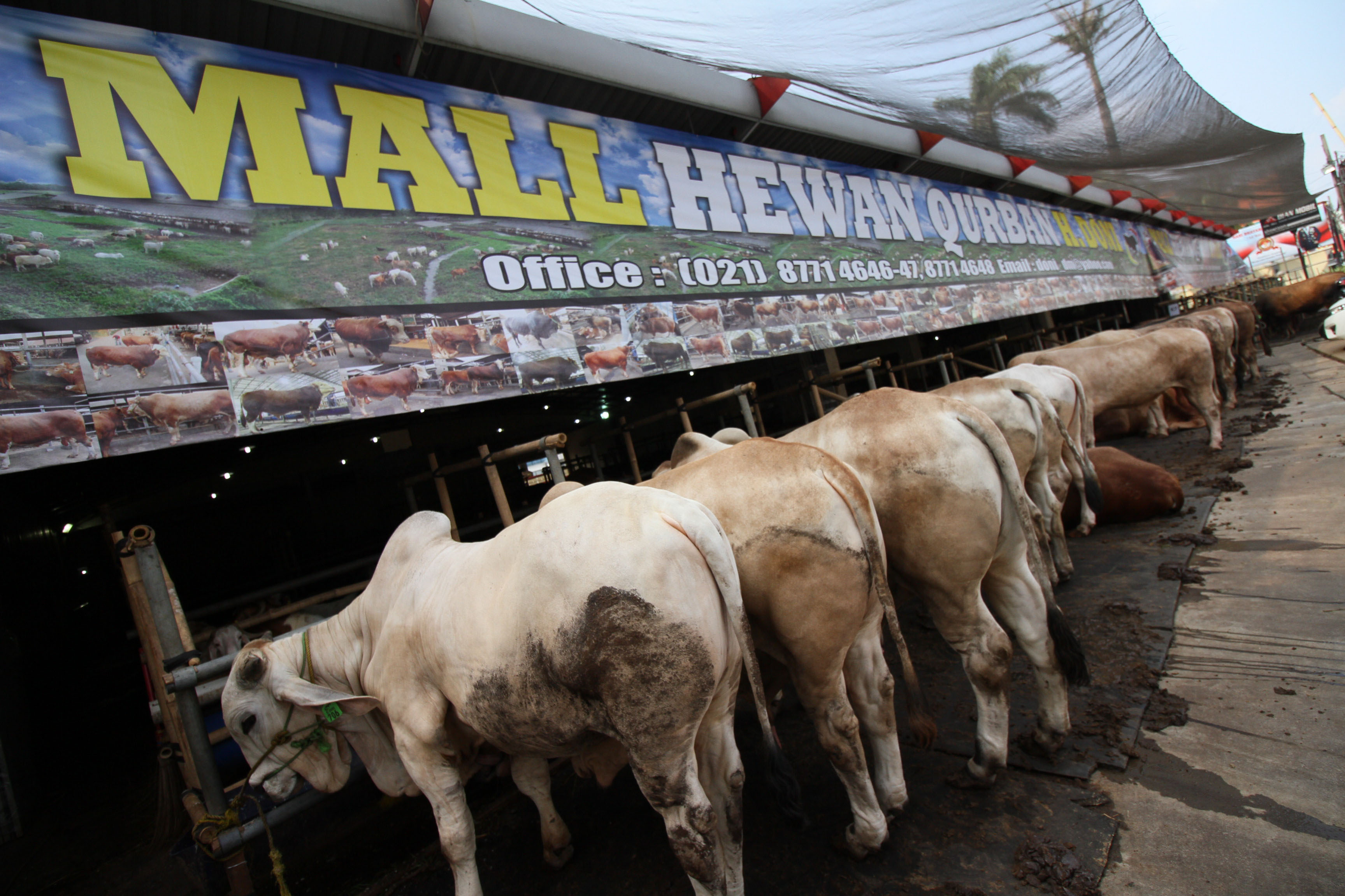 Sapi lokal dijajakan di Mal Hewan Qurban Haji Doni, Kelapa Dua, Depok, Jawa Barat, Minggu (12/7/2020). 