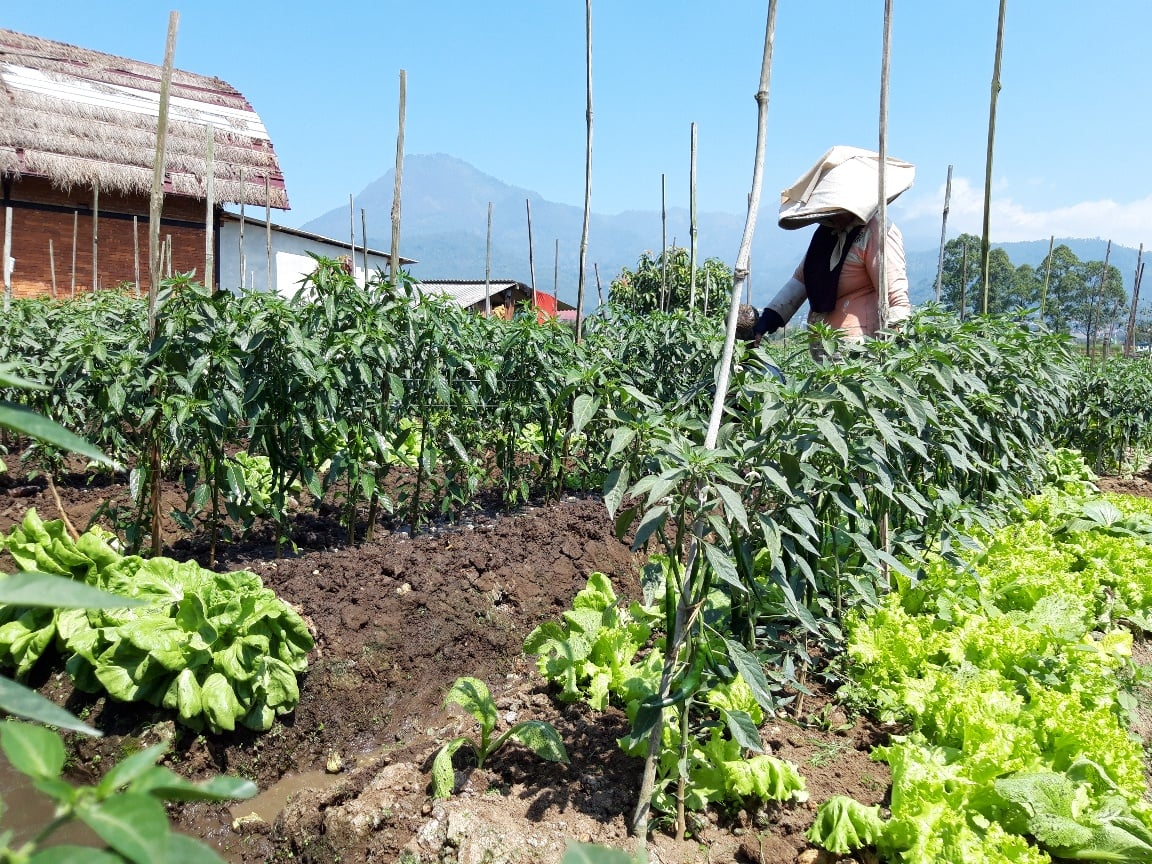  Seorang petani di kawasan pertanian Jalan Metro, Kota Batu, Jawa Timur, menyiram tanaman cabai 
