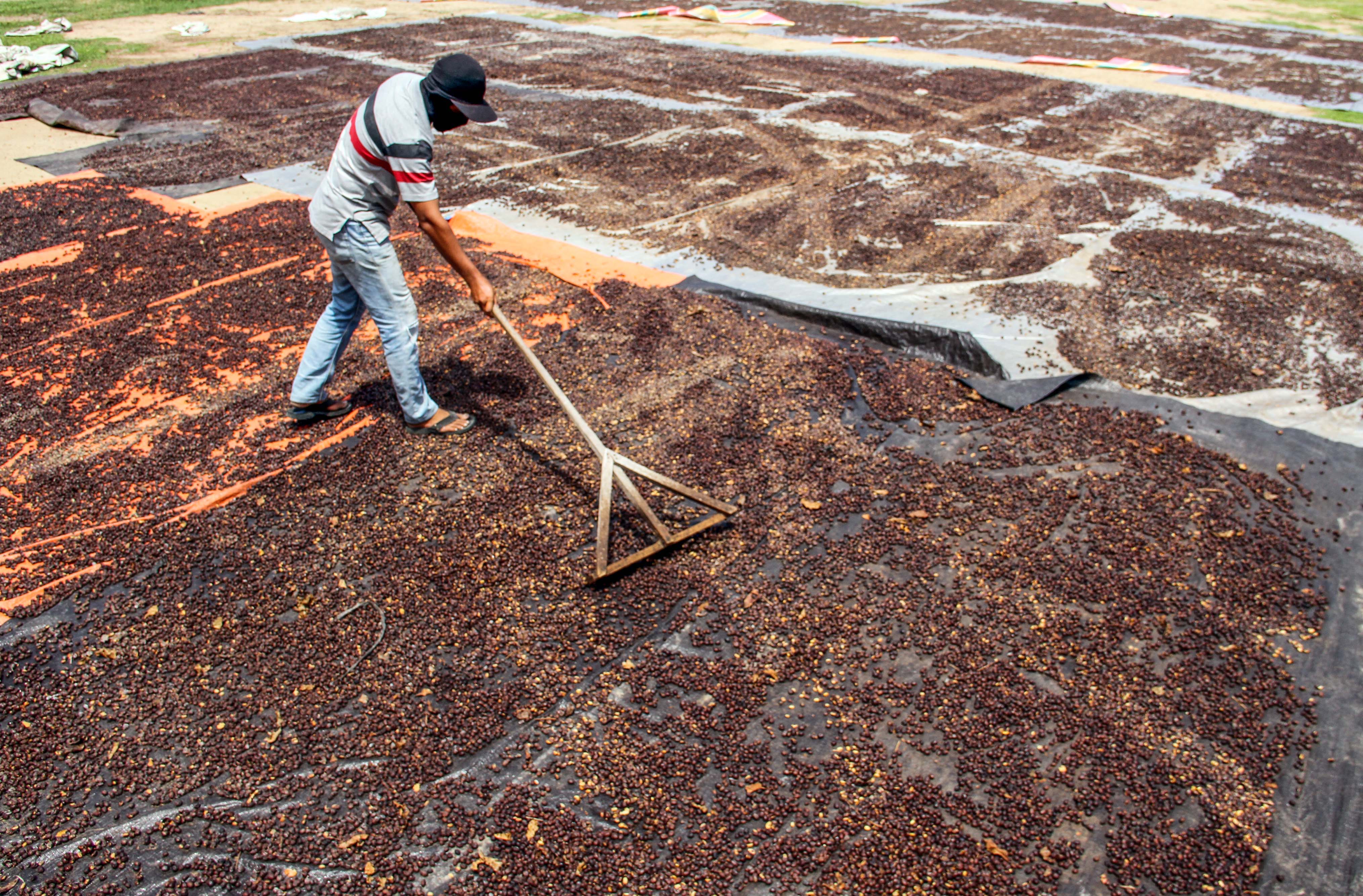 Pekerja menjemur biji kopi arabika di Kecamatan Bandar Baro, Aceh Utara, Aceh, Sabtu (13/6)