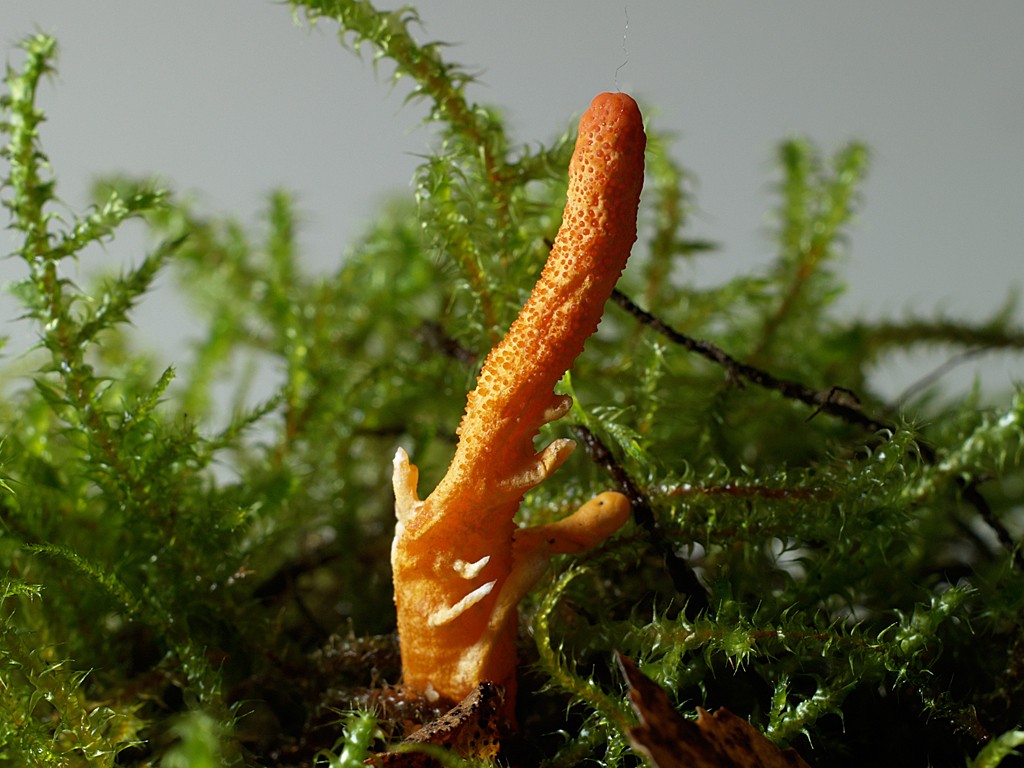 Jamur Cordyceps militaris.