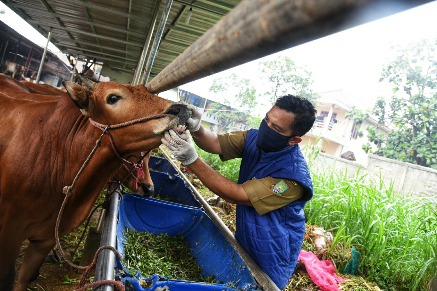 Petugas dari Dinas Ketahanan Pangan Kota Tangerang melakukan pemeriksaan terhadap hewan kurban di  Salapajang, Kota Tangerang (22/6/2020)