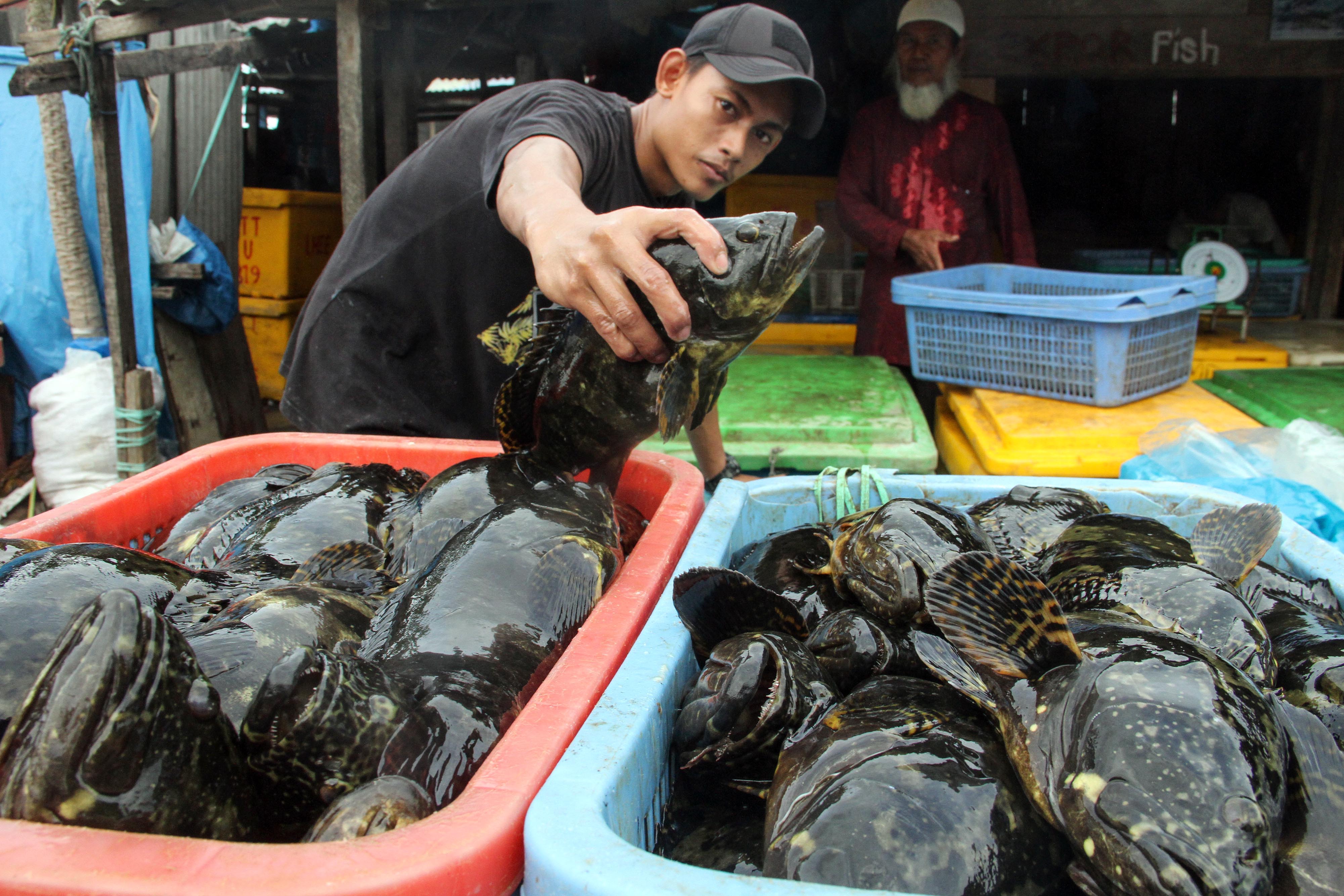 Pekerja menata ikan kerapu macan hitam kualitas ekspor ke dalam kotak penyimpanan di Lhokseumawe, Aceh, Kamis (14/5).