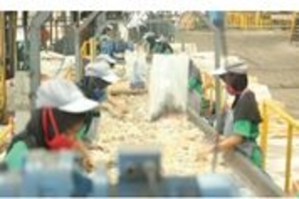 Mendulang Rupiah dari Sampah Plastik 