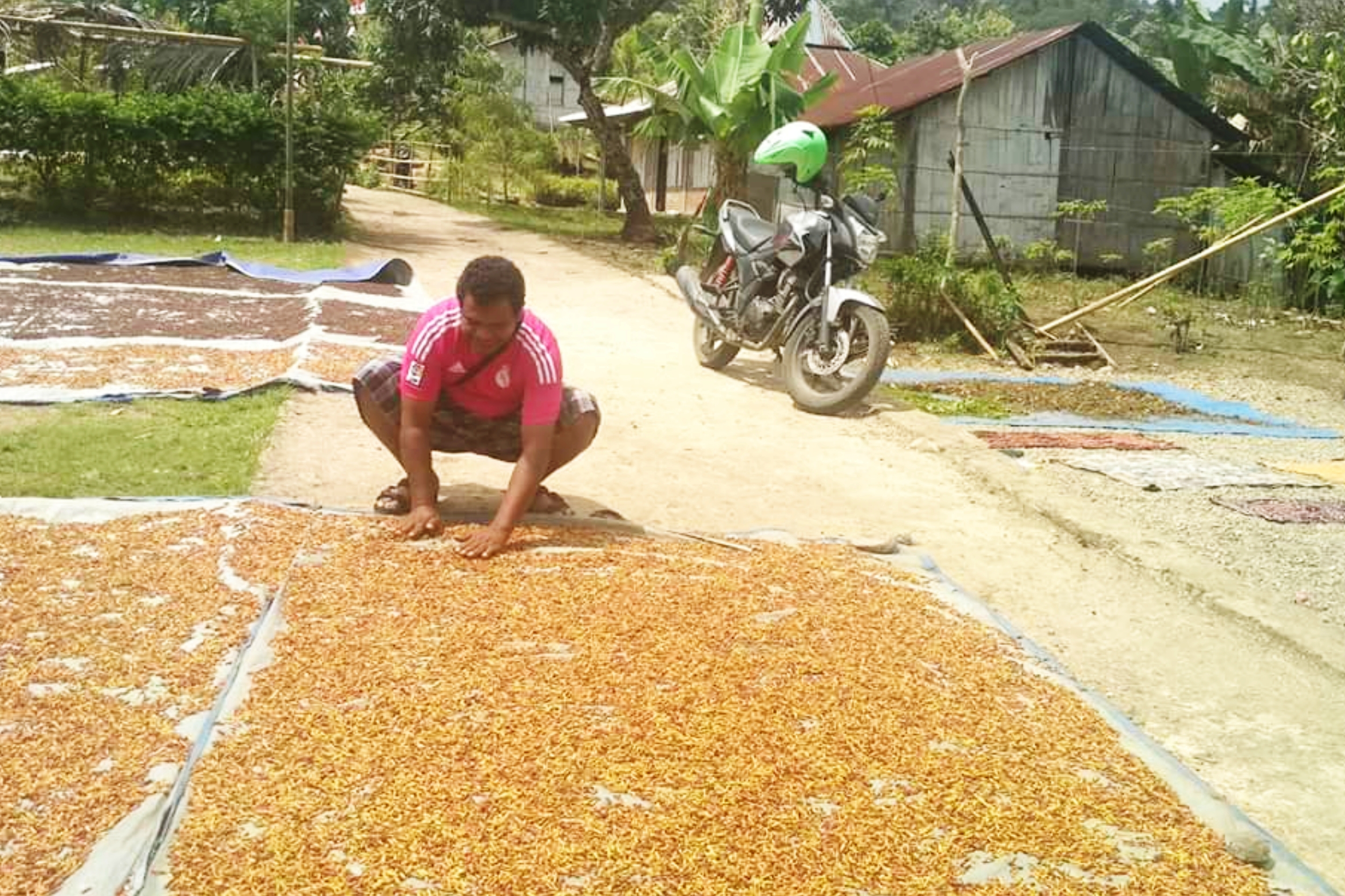 Petani di Baomekot sedang menjemur cengkeh. 