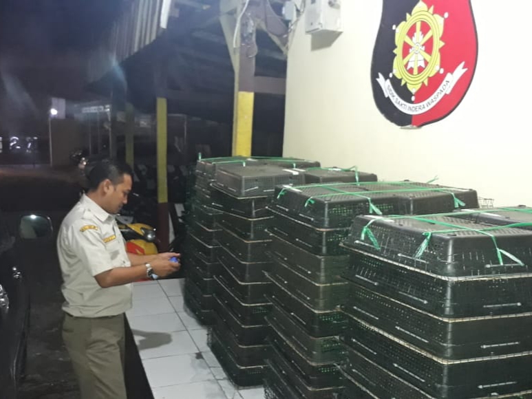 Penyelundupan burung 