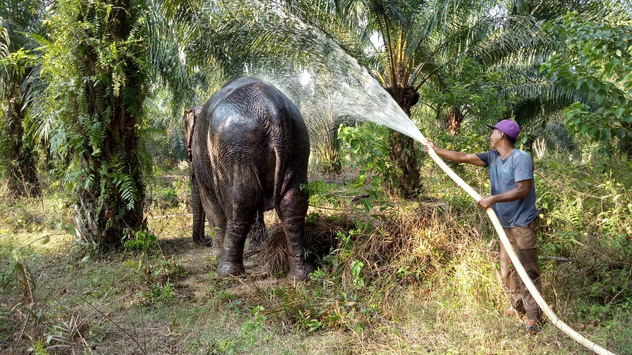 Petugas menyiram air ke gajah liar yang dipindahkan dari Rokan Hilir, Riau 