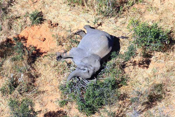 Foto yang diliris the National Park Rescue charity pada Jumat (3/7) memperlihatkan seekor gajah mati di Okavango Delta, Botswana