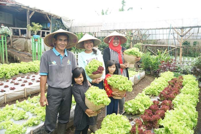 Kelompok Wanita Tani (KWT) Subur di Desa Jambuiya menggalakkan lahan pekarangan untuk bertani sayur dibantu penyuluh pertanian setempat.