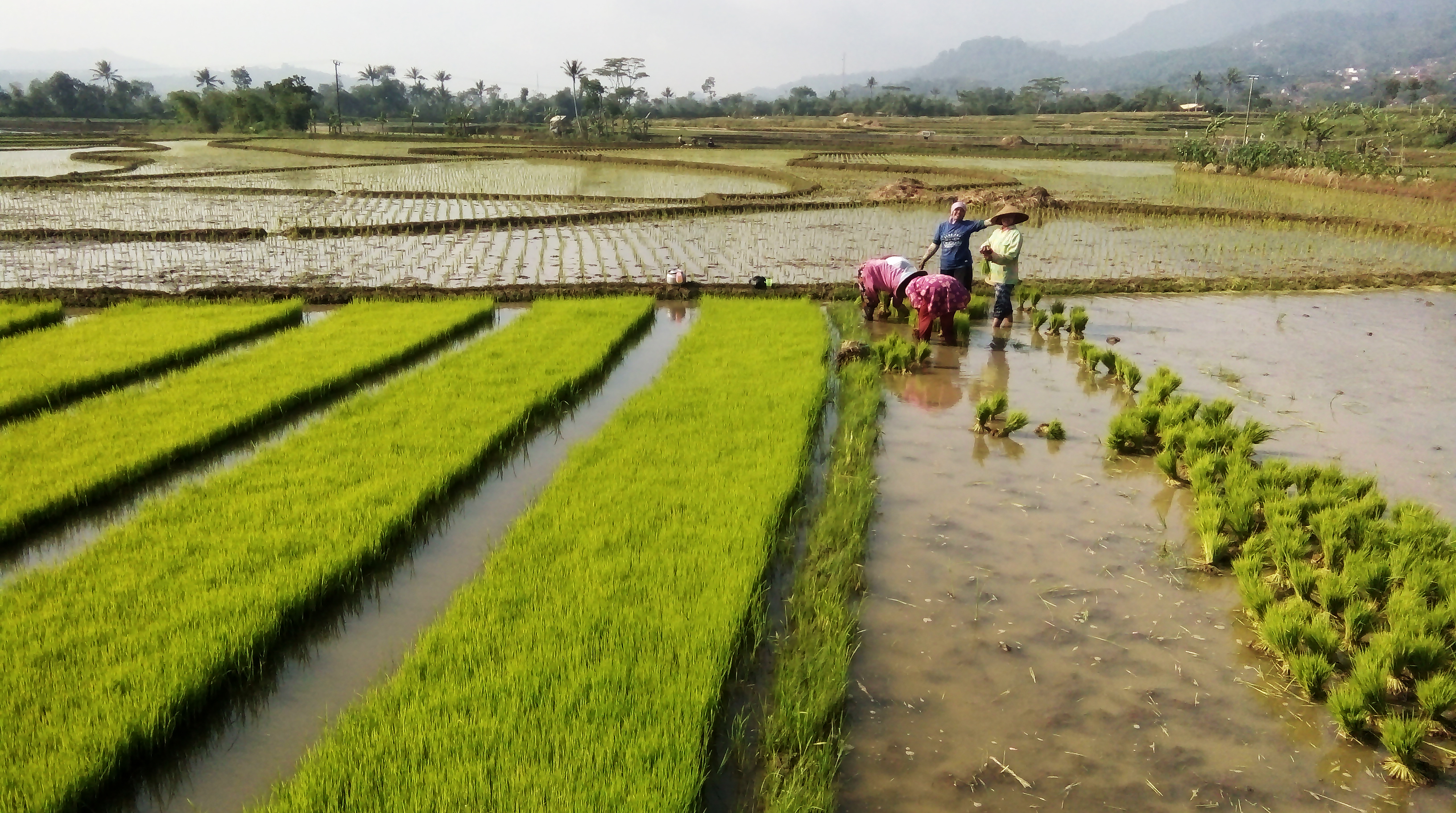 Petani menanam bibit padi di areal persawahan di Tasikmalaya