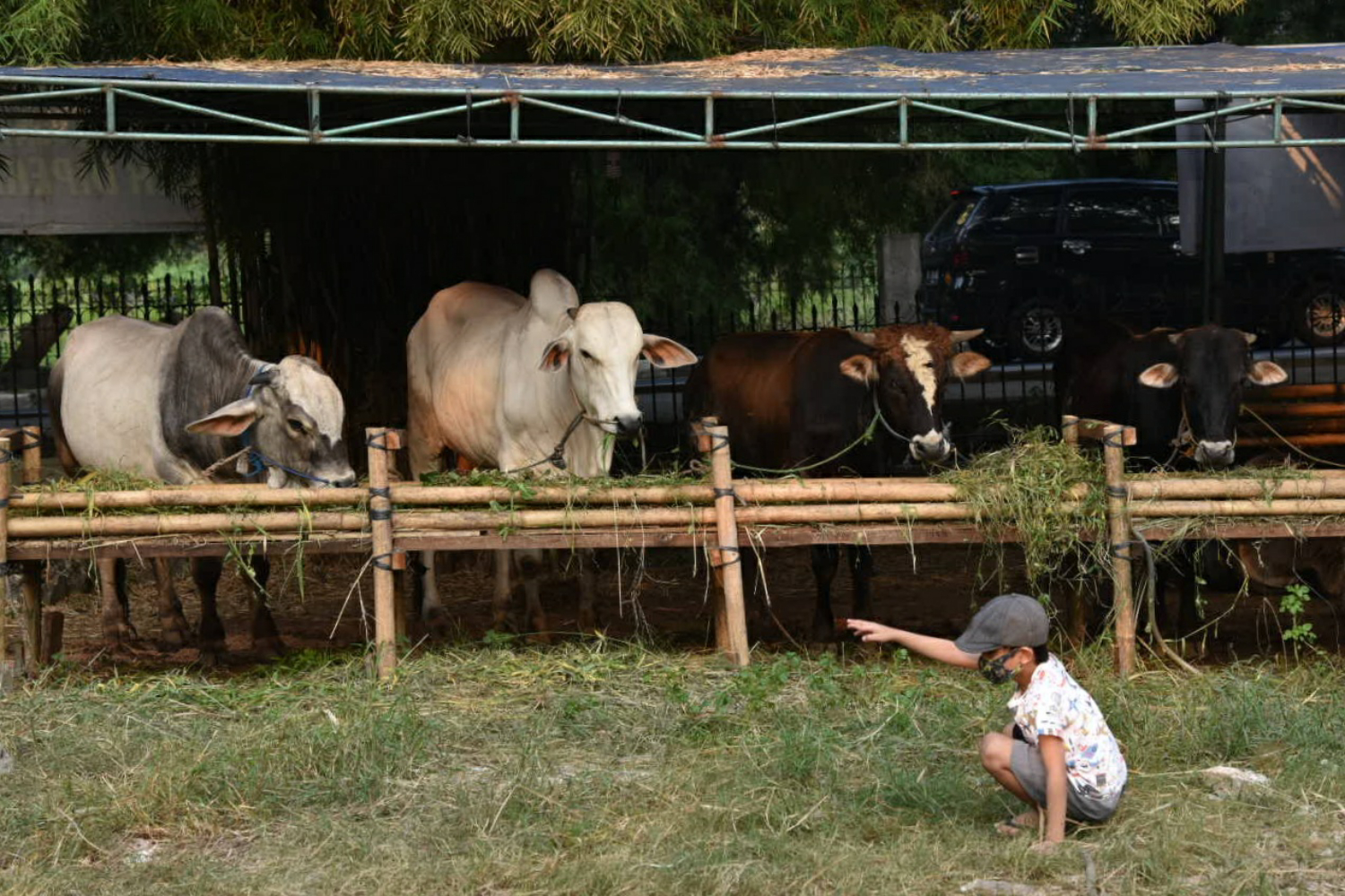 Ilustrasi: Penjualan hewan kurban