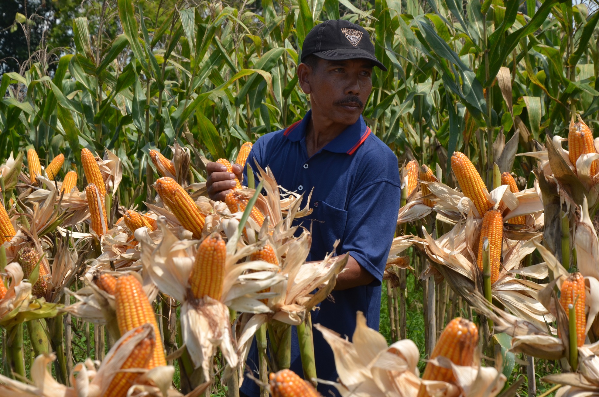 Ilustrasi: panen raya jagung di Desa Mojorejo Kecamatan Modo, Lamongan,