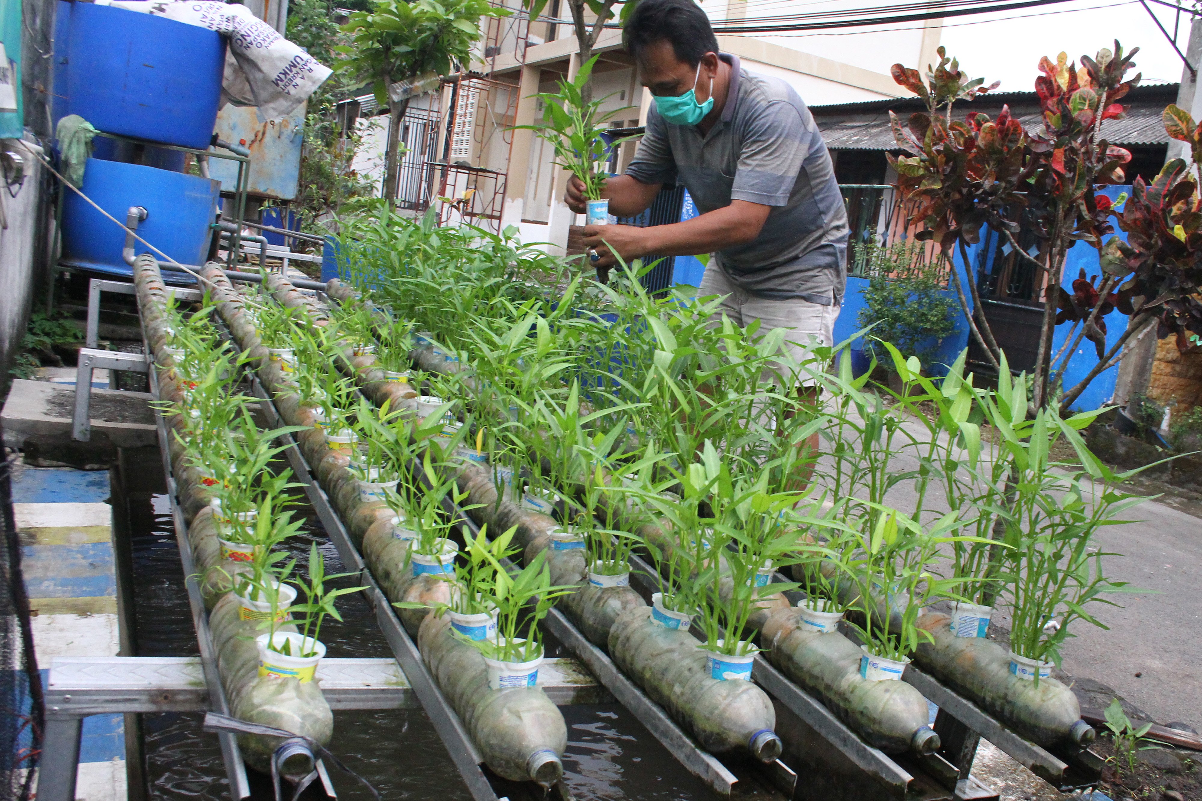Warga menanam sayuran kangkung dengan teknik hidroponik di atas selokan di Kampung Tangguh Mandiri, Purwantoro, Malang, Jawa Timur.