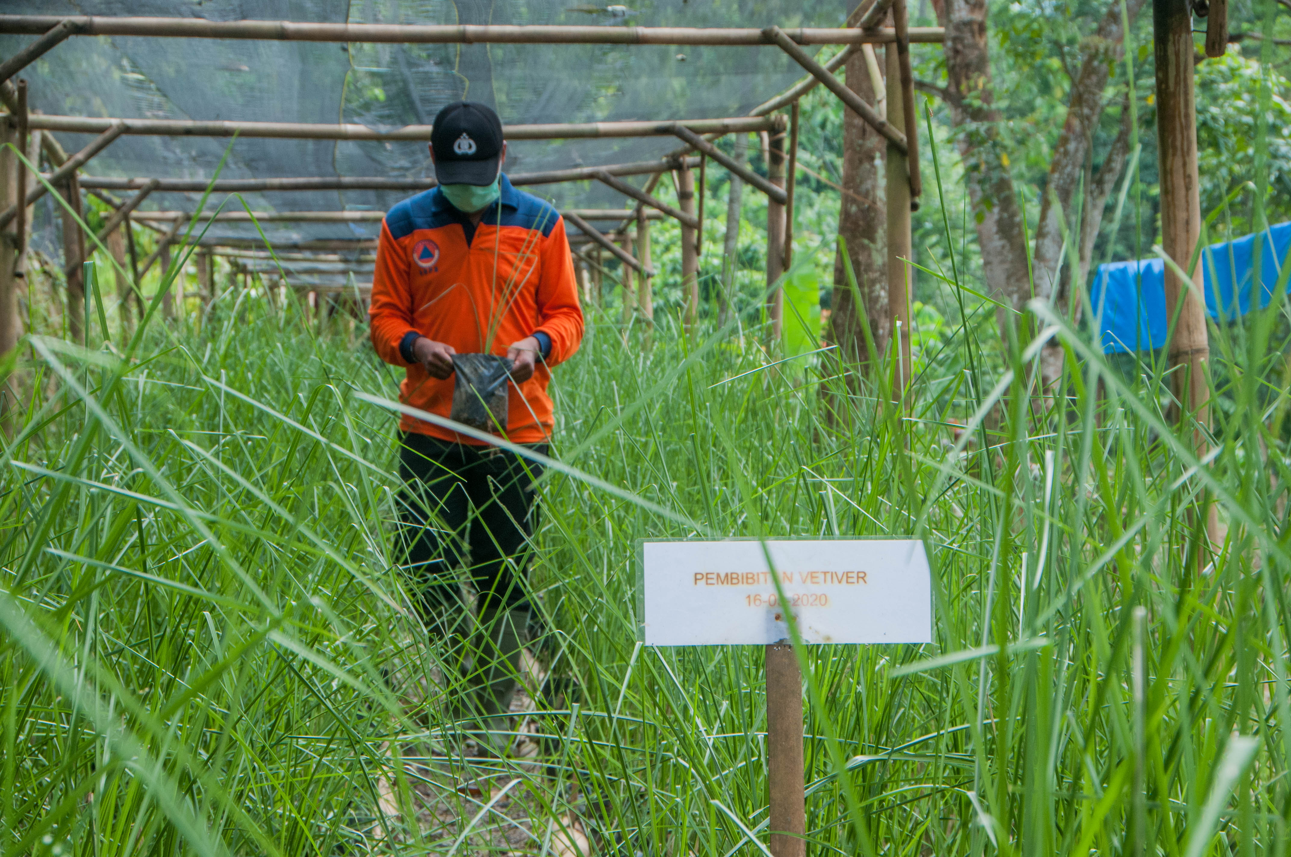 Seorang petugas mencatat  sebanyak 2 juta bibit tanaman vertiver yang akan ditanam di lahan sekitar hutan di Lebak, Banten        