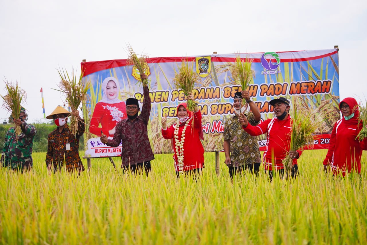 Panen perdana benih padi beras merah di Desa Demak Ijo, Klaten.