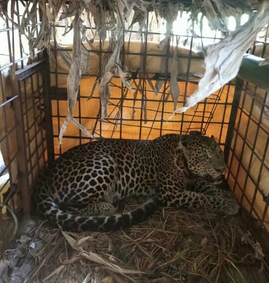 Macan tutul jawa yang tertangkap pada Juni lalu, dilepasliarkan kembali di kawasan Gunung Sawal, Kab.Ciamis (25/8/2020)