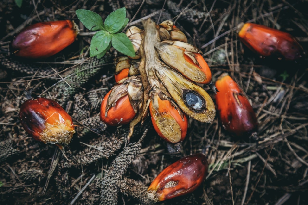 Ilustrasi produksi minyak sawit