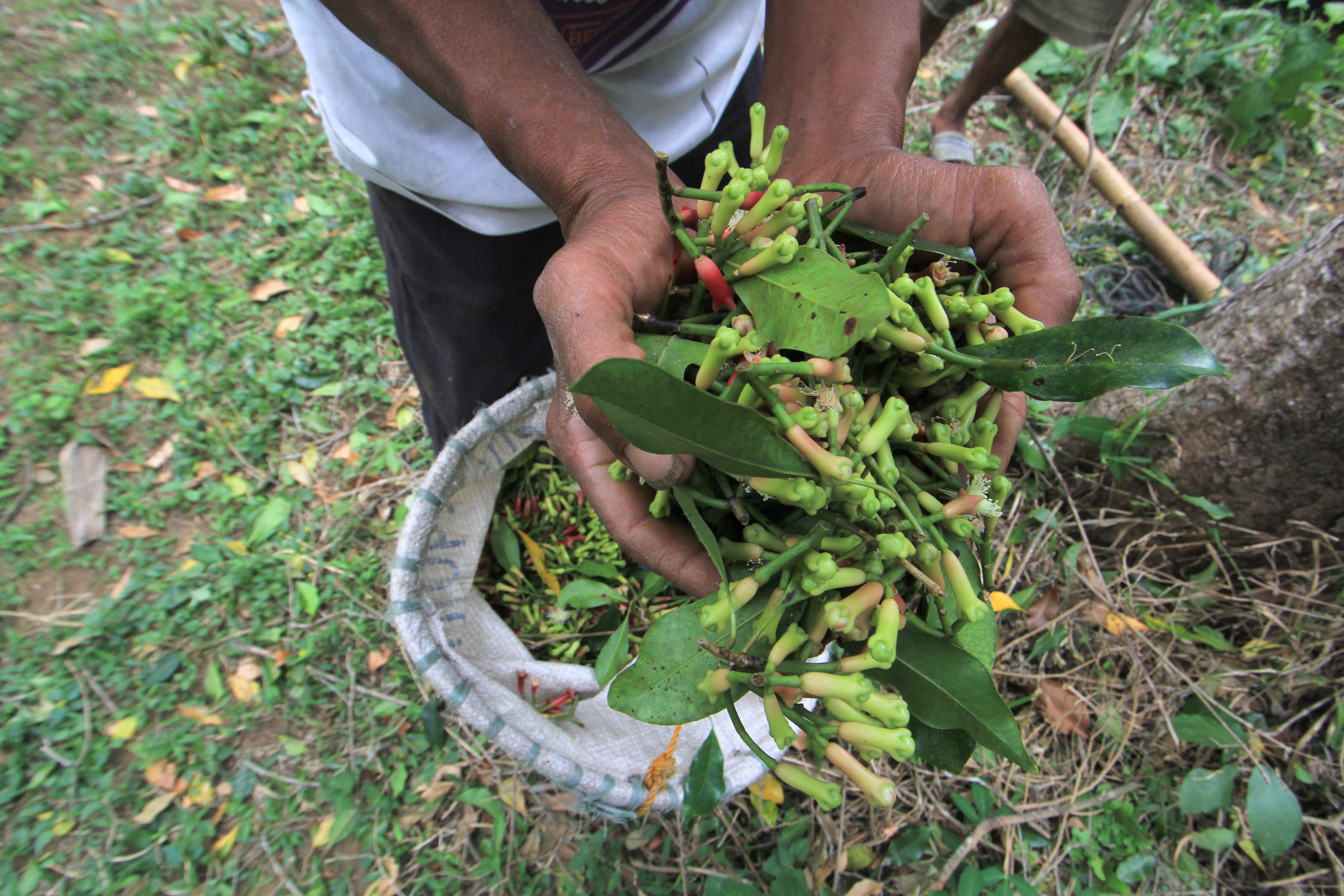 Harga cengkeh turun disaat petani cengkeh memanen hasil tanamannya di Manggarai Barat, NTT.