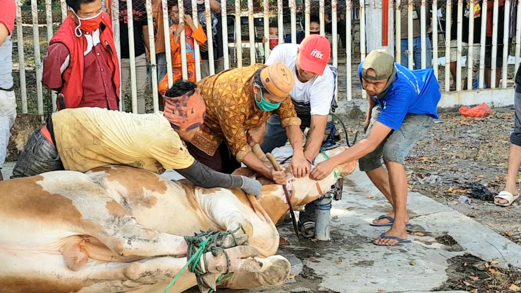 Penyembelihan sapi kurban dari mantan Wapres Jusuf Kalla