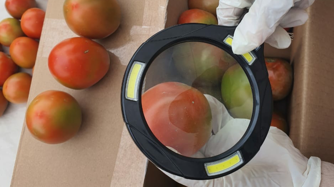 Tomat Karo Mulai Melenggang ke Pasar Dunia