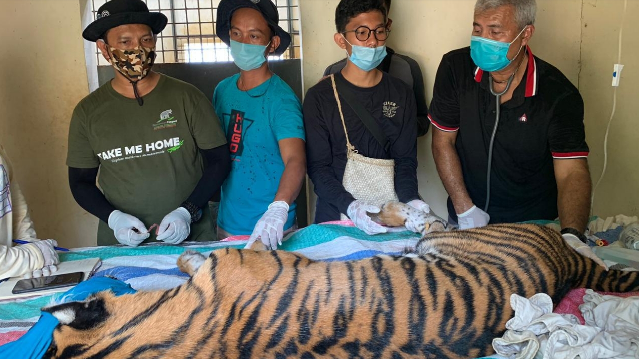 Harimau Sumatra yang masuk ke permukiman warga di Tapsel sedang ditangani tim medis bbksda