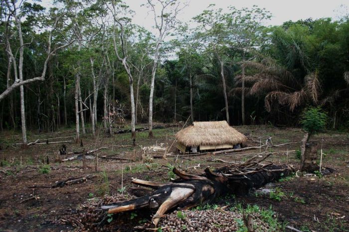 Ilustrasi : Setiap tahun terjadi kerusakan hutan di NTT mencapai 15 ribu hektare. 